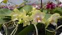 Phal. Zhen Min Ceramization